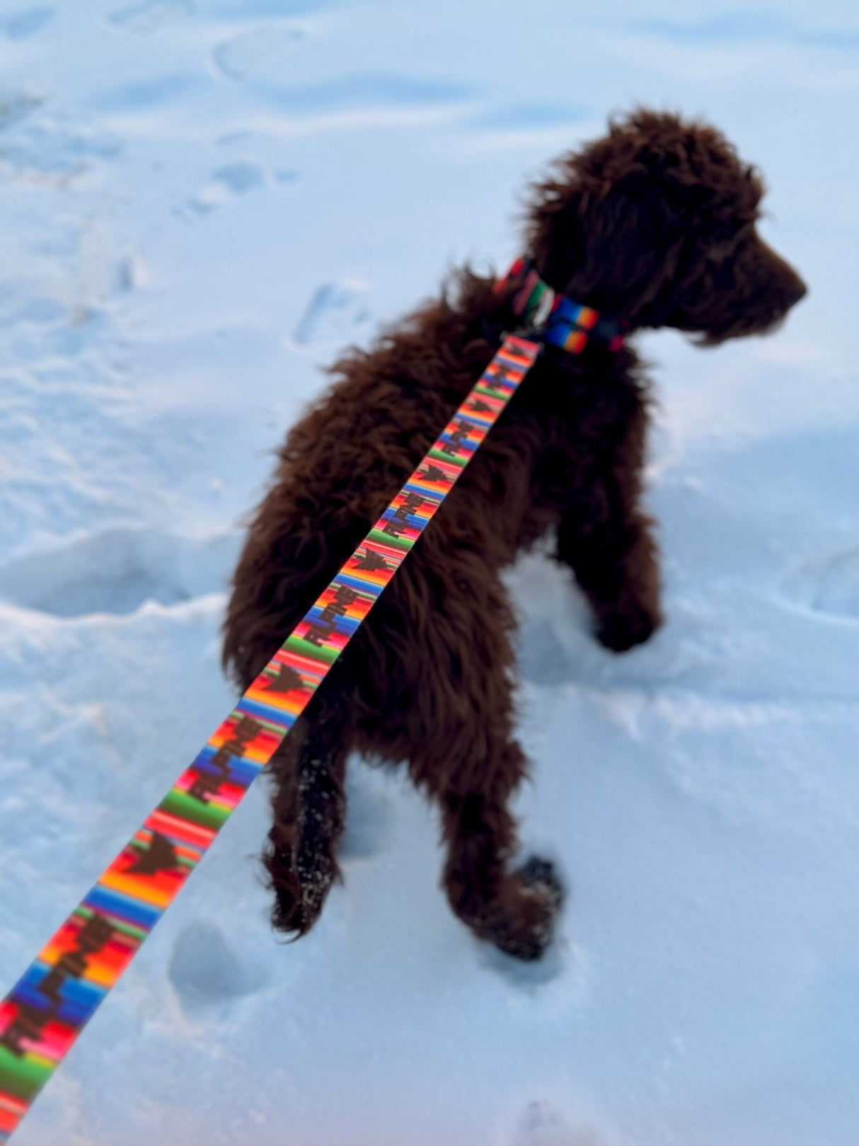 Clearance - ALPINE Dog Leash - Xtrusion Overland