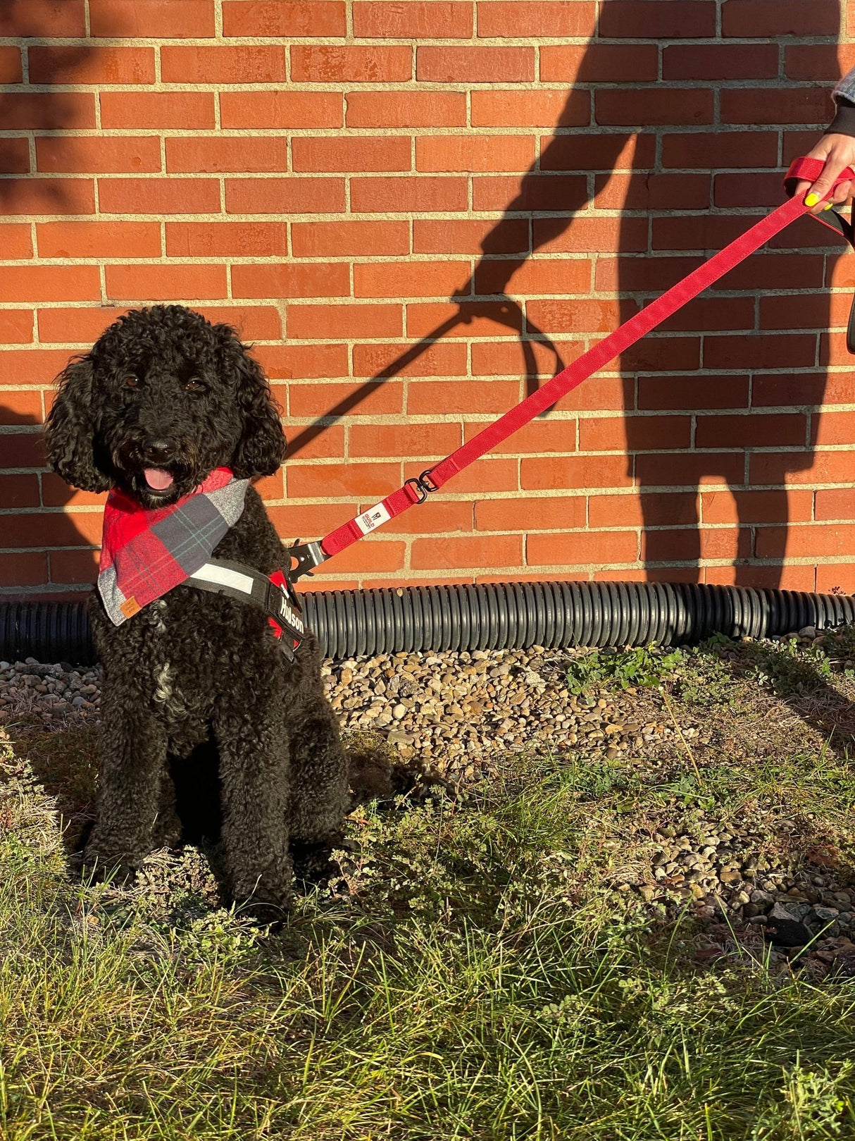 G.O. Overlanding Dog Leash - Xtrusion Overland