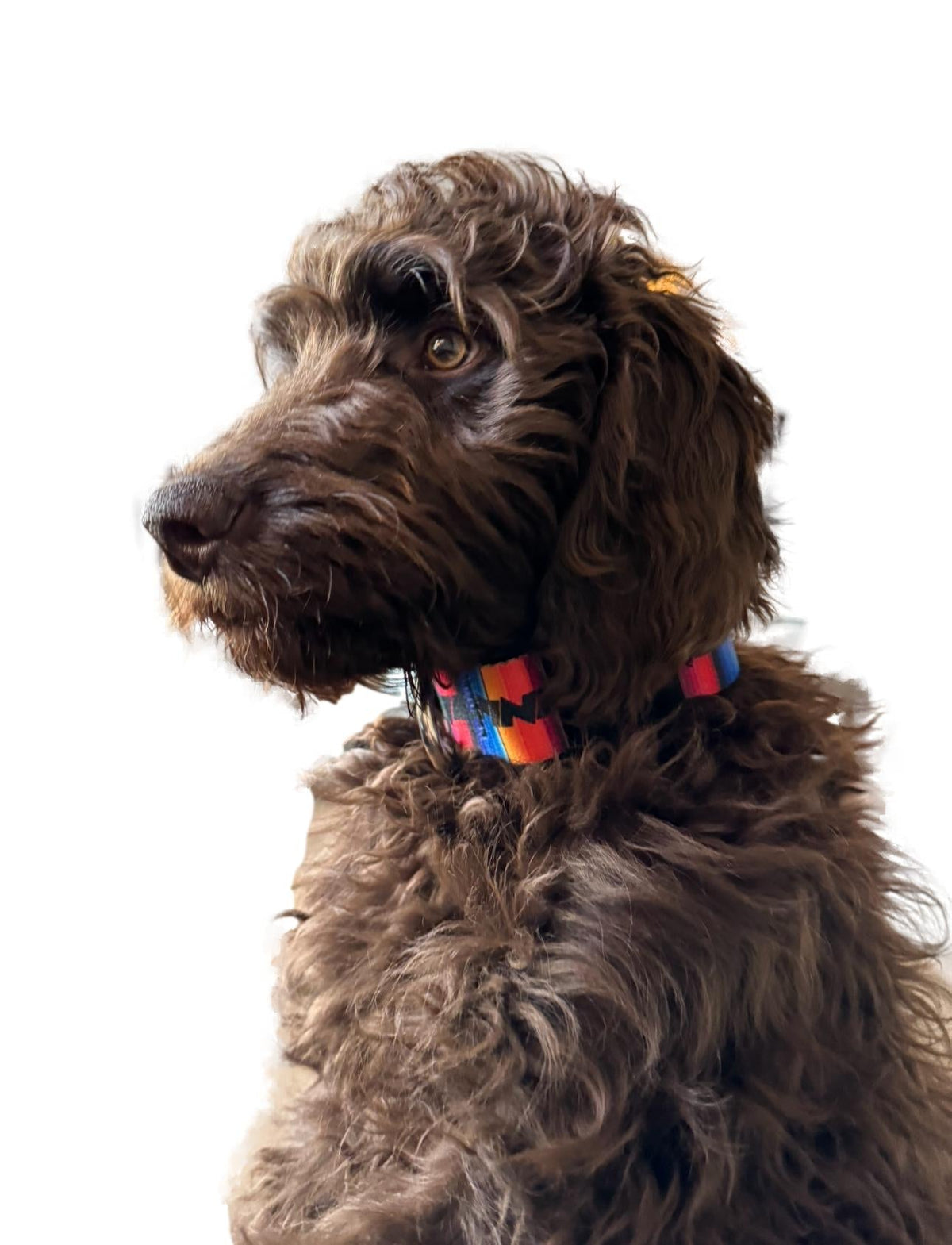 ALPINE Dog Collars - Xtrusion Overland