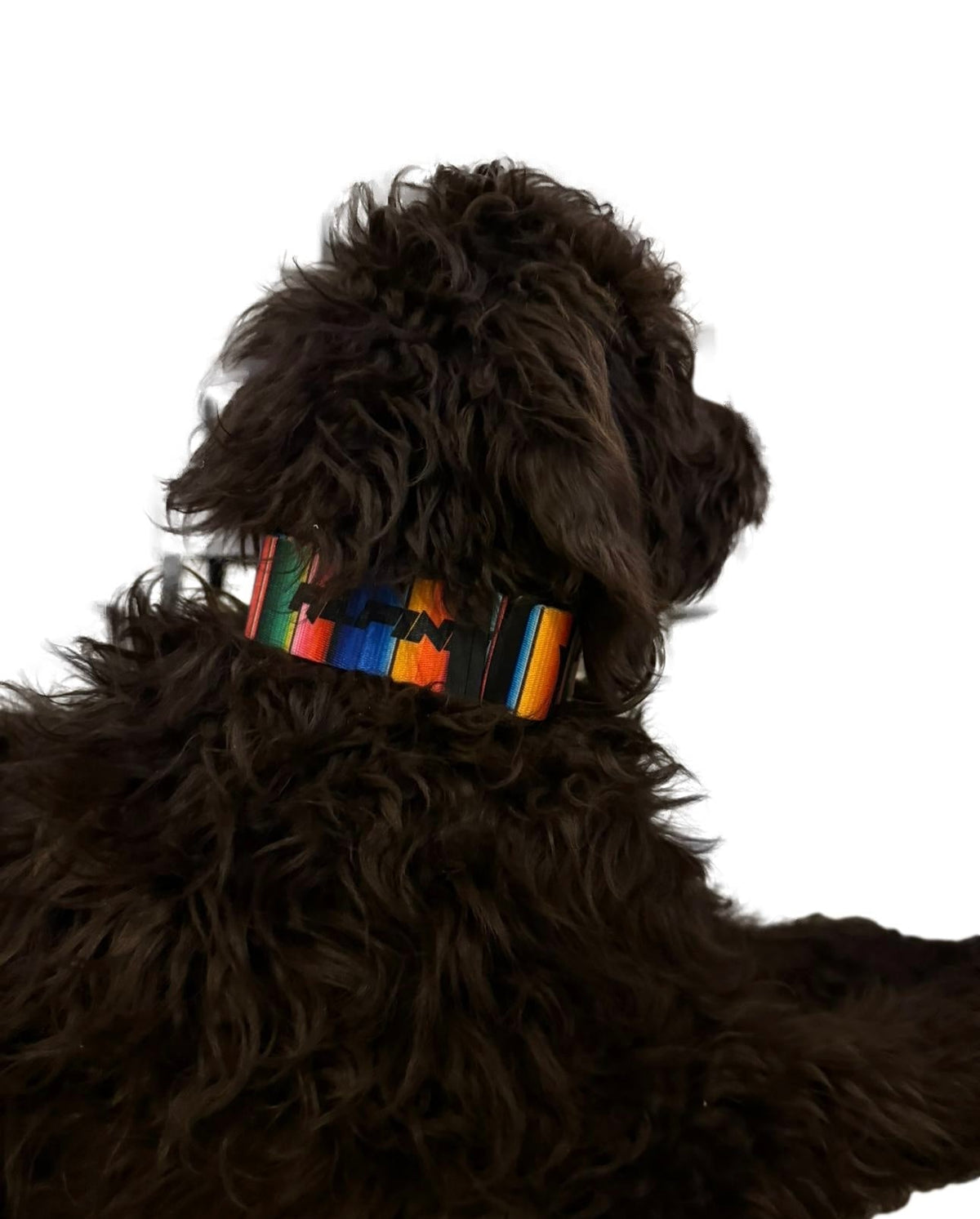 ALPINE Dog Collars - Xtrusion Overland