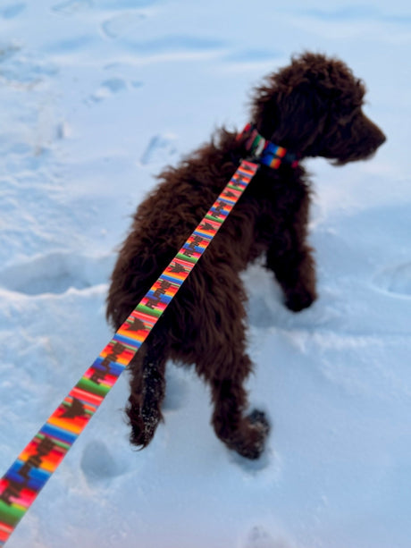 Clearance - ALPINE Dog Leash - Xtrusion Overland