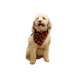 Dog Bandana - Xtrusion Overland