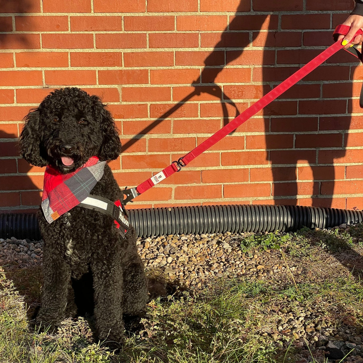G.O. Overlanding Dog Leash - Xtrusion Overland