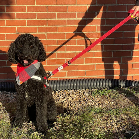 G.O. Overlanding Dog Leash - Xtrusion Overland
