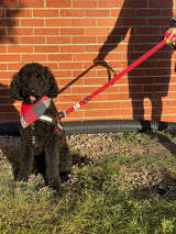 G.O. Overlanding Dog Leash - Xtrusion Overland