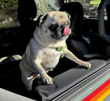 Paw Protector - Xtrusion Overland