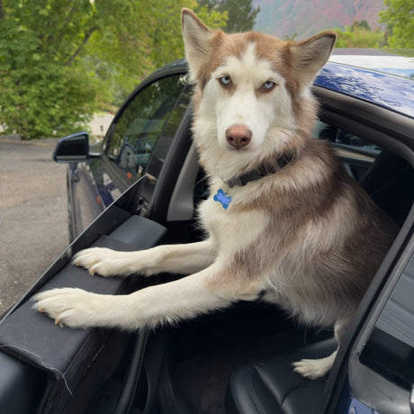 Paw Protector - Xtrusion Overland